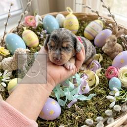 Tex - CKC Registered - Dapple male Dachshund puppy in Erick, Oklahoma from 4-L Backyard Dach