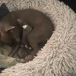 Italian Greyhound Puppies from Fisher Link