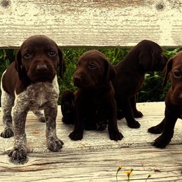 German Shorthaired Pointers from Justin Anderson