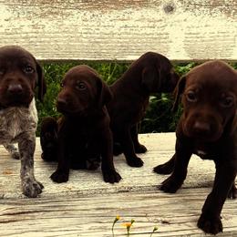 German Shorthaired Pointers from Justin Anderson