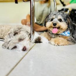 Aussiedoodle and Bernedoodle Puppies from Little Golden Farm