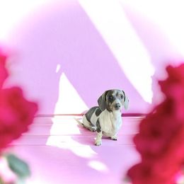 Harper - Dachshund