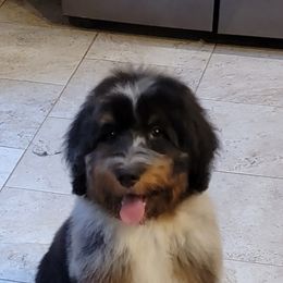 Aussiedoodles, Bernedoodles, and Poodles from Awesome Paws