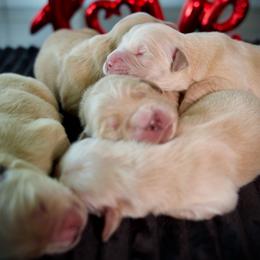 5th Pick - Golden female Golden Retriever puppy in Mc Arthur, California from California Golden Love