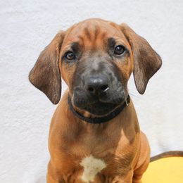 Rhodesian Ridgeback Puppies from Supernova Ridgebacks