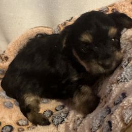 Sally - Black and tan female Yorkshire Terrier puppy in Eden, Maryland from Canines  Unlimited