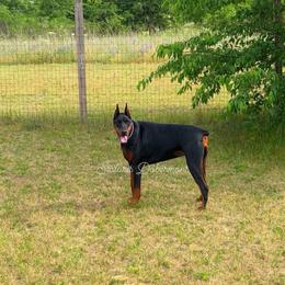 Brenda - Black and rust female Doberman Pinscher puppy in North Judson, Indiana from Stalaris Dobermans