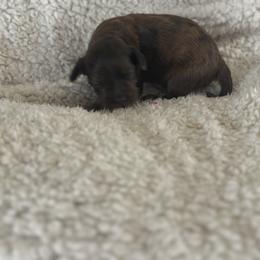 Chilli - Merle male Goldendoodle puppy in Waynesboro, Virginia from Forest Creek Kennel