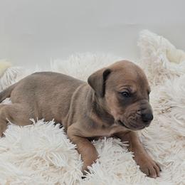 Igor - Blue male Great Dane puppy in Caldwell, Idaho from Miner's Dynamic Danes