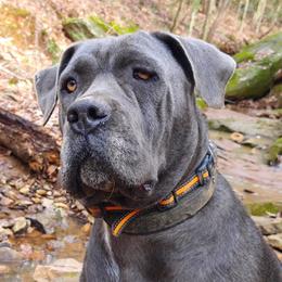 Bella - Cane Corso