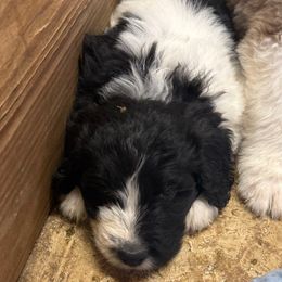 Carrie - female Newfypoo puppy in San Antonio, Texas from Mammoth Doodles