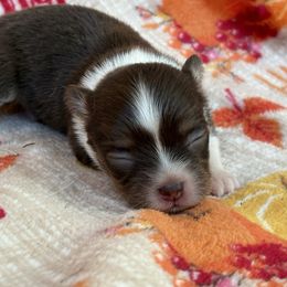 Tony - Chocolate and white male Chihuahua puppy in Beckemeyer, Illinois from Guardian’s of the Chihuahuas