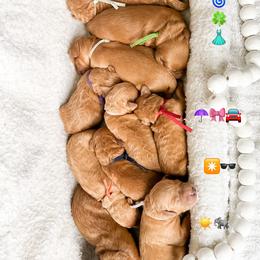 Goldendoodle Puppies from Doodle Love ❤️ Goldendoodle puppies