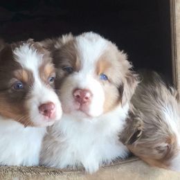 Australian Shepherds from Two Rivers Aussies