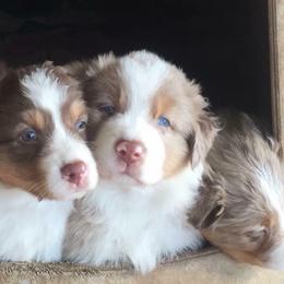 Australian Shepherds from Two Rivers Aussies