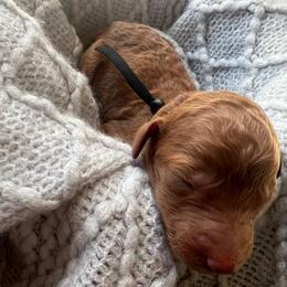 Black - Red  male Poodle puppy in Lima, Ohio from Buckeye Red Standard Poodles