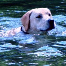 Doberman Pinschers and Labrador Retrievers from Century Oak Farm