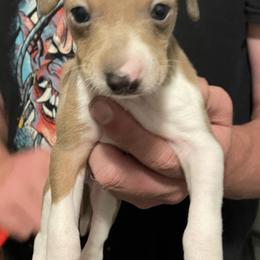 Boy 2 - White and fawn male Italian Greyhound puppy in Winfield, Kansas from F&M Italian Greyhounds