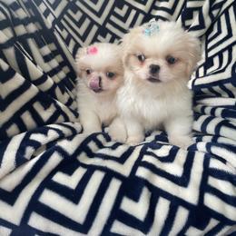 Pekingese, Poodle, and Shih Tzu Puppies from Happy puppies
