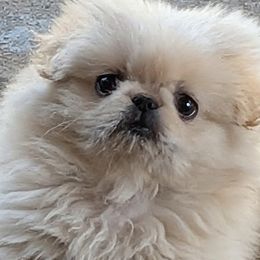 Pekingese from Amy’s Lil Pekingese