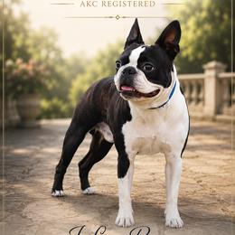 William - Boston Terrier
