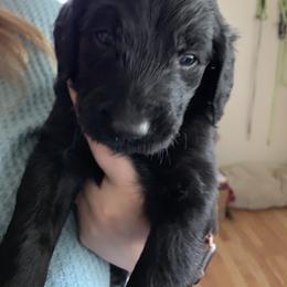 Goldendoodle Puppies from Izzy's Doodles