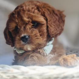 Cavalier King Charles Spaniels and Cavapoos from Adore Puppies