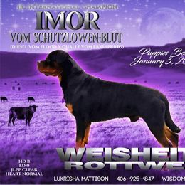 Rottweilers from WeisheitHaus Rottweilers