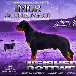 Rottweilers from WeisheitHaus Rottweilers