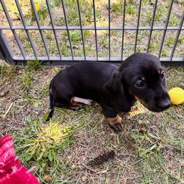 Dachshund Puppies from Rocky Mountain Wieners