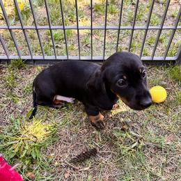 Dachshund Puppies from Rocky Mountain Wieners
