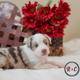 Biscuit - Red merle female Miniature Australian Shepherd puppy in Buna, Texas from R & C Kennels
