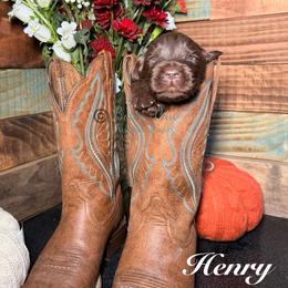 Henry - Brown male Newfoundland puppy in Tully, New York from Bear Paw Newfoundlands