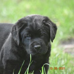 French Bulldog and Labrador Retriever Puppies from Gainesfield Labradors