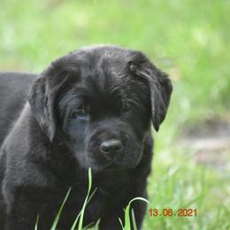 French Bulldog and Labrador Retriever Puppies from Gainesfield Labradors