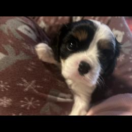 Cavalier King Charles Spaniel Puppies from AKC Cavalier King Charles spaniel Brenda’s puppies
