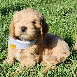 Boy 2 - Red Australian Labradoodle puppy in Maryland from Mountain View Meadow Labradoodles