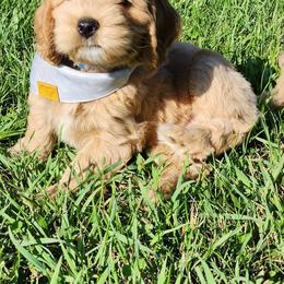 Boy 2 - Red Australian Labradoodle puppy in Maryland from Mountain View Meadow Labradoodles
