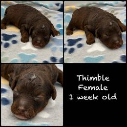 Thimble - Pending - Phantom female Poodle puppy in Grass Valley, California from Sapphire Ridge Poodles