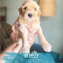 Breezy - Apricot female Goldendoodle puppy in Soddy Daisy, Tennessee from The W Doods