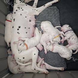 Dalmatian Puppies from Rainier DALS LUA Dalmatians