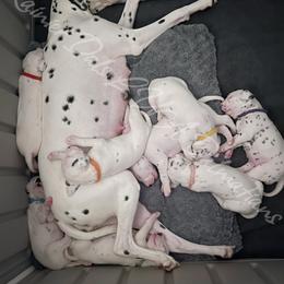 Dalmatian Puppies from Rainier DALS LUA Dalmatians