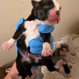 Boy 1 - Black and white male Shih Tzu puppy in Live Oak, California from Irma's Shih Tzus