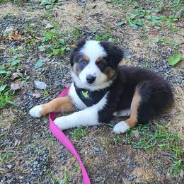 Miniature American Shepherd and Miniature Australian Shepherd Puppies from Shannon Pleines