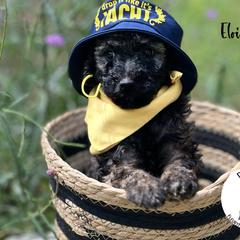 Eloise - Wheaten Whoodle puppy in Knoxville, Tennessee from Fleury Farm Doodles TN