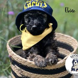Eloise - Wheaten Whoodle puppy in Knoxville, Tennessee from Fleury Farm Doodles TN
