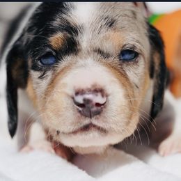 Rocky - Dapple Dachshund puppy in El Cajon, California from Mr. Wieners Dachshunds