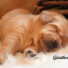 Labrador Retriever Puppies from Günther Labradors