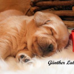 Labrador Retriever Puppies from Günther Labradors