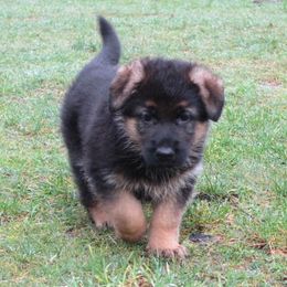 German Shepherd Puppies from sharon Minerd